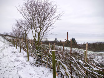 Hedgelaying at Pleasley Pit 